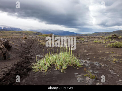 Vegetazione rada crescono fuori di ceneri vulcaniche con pendii settentrionali del vulcano Eyjafjallajokul in background, Islanda Foto Stock