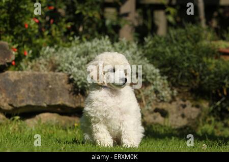 Barboncino Standard cucciolo Foto Stock