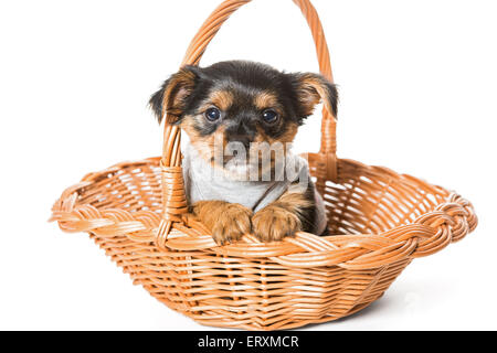Piccolo Yorkshire Terrier cucciolo seduto in un cestello, isolato su un bianco Foto Stock
