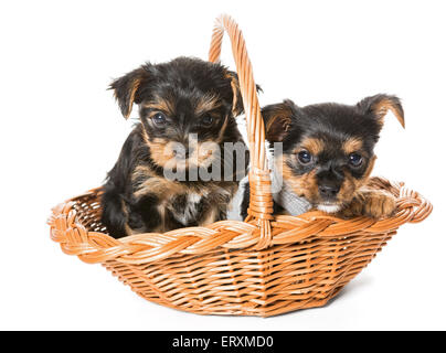 Due piccoli Yorkshire Terrier cucciolo seduto in un cestello, isolato su un bianco Foto Stock