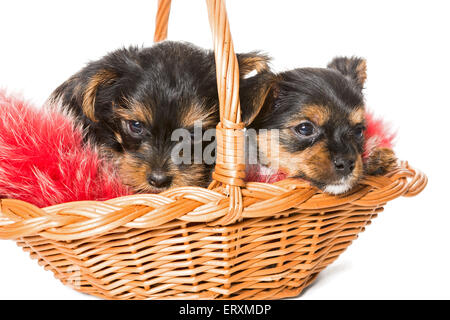 Due graziosi Yorkshire Terrier puppy in un cestello con pelliccia rosso, isolato su bianco Foto Stock