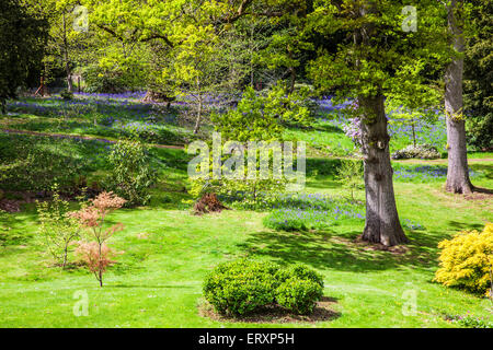 Il Giubileo giardino nei boschi della struttura Bowood Station Wagon nel Wiltshire. Foto Stock