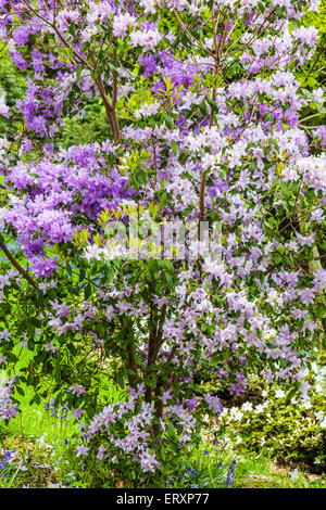 Rhododendron nel Giubileo del giardino della struttura Bowood Station Wagon nel Wiltshire. Foto Stock