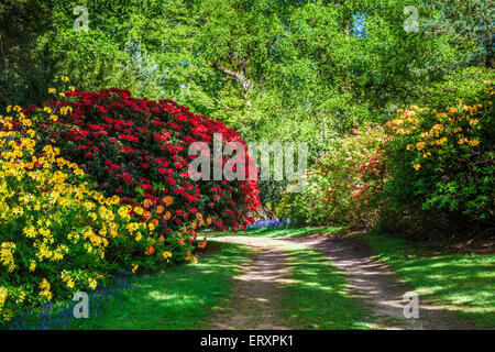 Rododendri sul Bowood Station Wagon nel Wiltshire. Foto Stock