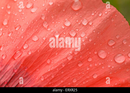 Close up di gocce di pioggia sul petalo di semi di papavero Foto Stock