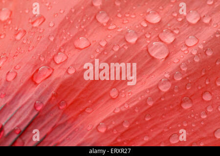 Close up di gocce di pioggia sul petalo di semi di papavero Foto Stock
