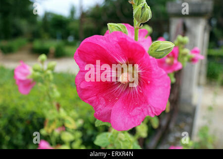 Pink hollyhock fiore Foto Stock