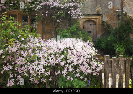 Primavera in Cotswolds - Clematis fioritura su un cottage recinto nel villaggio Costwold di Stanway, GLOUCESTERSHIRE REGNO UNITO Foto Stock