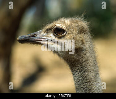 Emu (Dromaius novaehollandiae) nella gola Wildlife Park Adelaide, SA, Australia Foto Stock