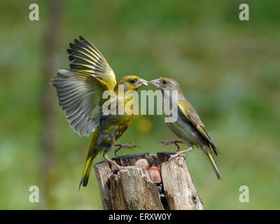 Passerine battaglia. Maschio e femmina (Greenfinches Carduelis chloris) sull'alimentatore Foto Stock