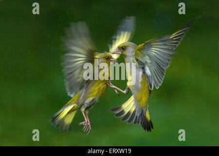 Passerine battaglia. Greenfinches (Carduelis chloris) combattimenti in volo Foto Stock