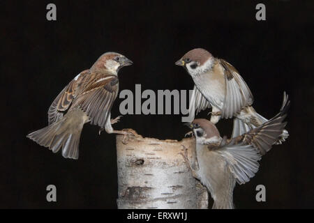 Passerine battaglia. Eurasian Tree Passeri (Passer montanus) e casa passero (Passer domesticus) sull'alimentatore Foto Stock