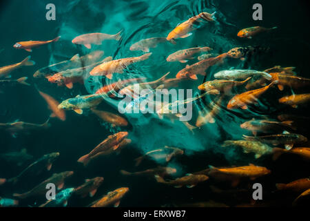 Abbondanza di colorati pesci Koi Foto Stock