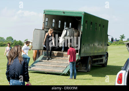 Polo pony di essere scaricati da un box per cavallo Foto Stock