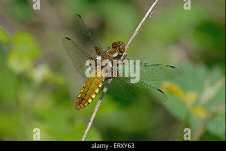 Ampio femmina corposo chaser-Libellula depressa o ampia corposo chaser. Regno Unito Foto Stock