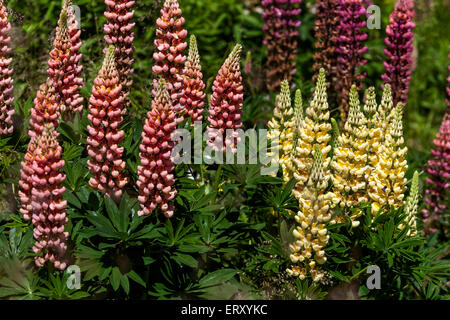 Lupinus polyphyllus, lupino, lupini, Lupin Foto Stock