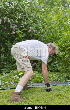 Uomo di mezza età al di fuori di questo lavoro di cantiere, piegamenti a ritirare i ritagli di bush a gettare su un telo sull'erba Foto Stock