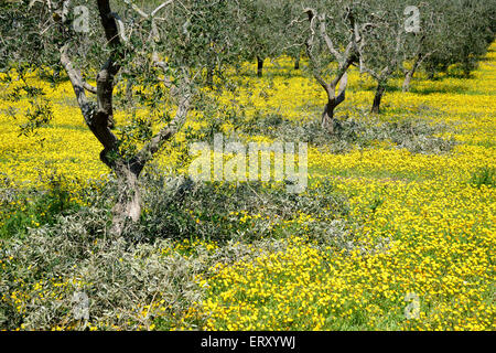 Uliveto in Puglia dopo la potatura Foto Stock