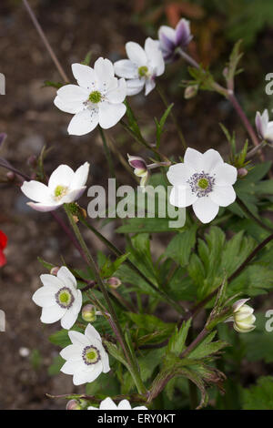 Delicati fiori bianchi di hardy impianto boschivo, Anemone leveillei Foto Stock