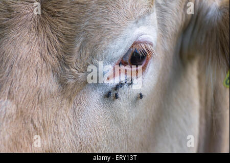 Blowflies o Bluebottle mosche alimenti il teardrops dall'occhio di una mucca. Foto Stock