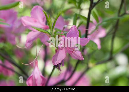Rhododendron 'Mary Hoffman". Foto Stock