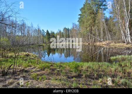 Lago di foresta in primavera. Molla di foresta paesaggio di acqua nel Parco nazionale della Russia centrale. Foto Stock