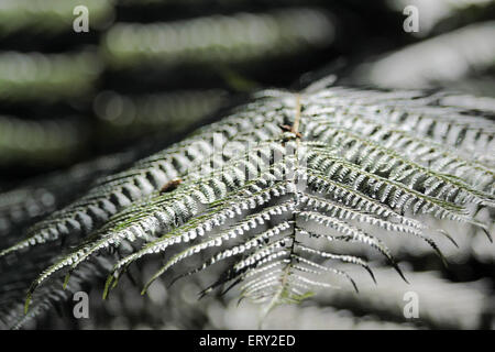 Close-up di una felce frond in Kells Bay Gardens in Cahersiveen, nella contea di Kerry, Irlanda Foto Stock