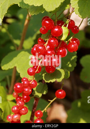 Ribes rosso (o ribes rosso) Frutta, Ribes rubrum, Grossulariaceae Foto Stock