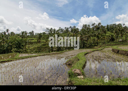 Risaie di Bali Foto Stock