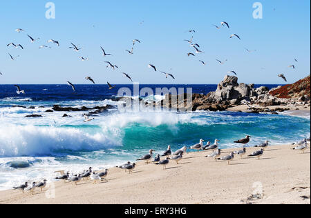 Gabbiani sulla spiaggia californiana Foto Stock