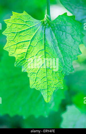 Singola foglia verde con visibile grandi vene con la luce del sole sullo sfondo luminoso da dietro Foto Stock