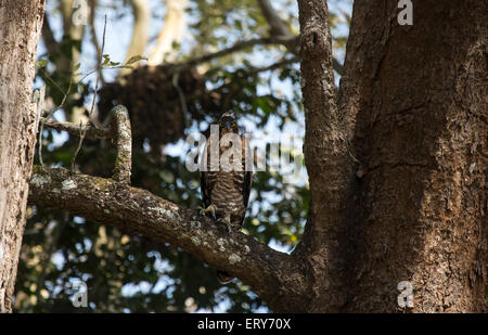 Modificabile Hawk Eagle (Spizaetus cirrhatus), Kabini National Park, Karnataka, India Foto Stock