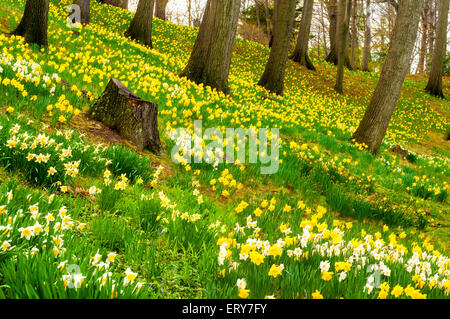 Daffodil Hill, in Cleveland è vista lago cimitero, è coperto con fiorisce ogni primavera Foto Stock