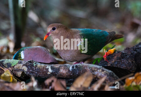 Comune colomba di smeraldo (Chalcophaps indica), altopiano di Atherton, Queensland, Australia Foto Stock