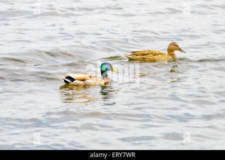 Maschio e femmina di Germani Reali sono il nuoto sul fiume Dnieper a Kiev la capitale di Ucraina Foto Stock