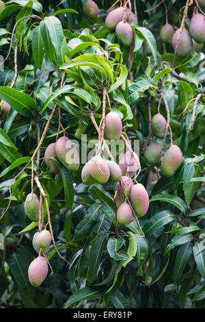 Manghi su un albero di mango, Queensland, Australia Foto Stock