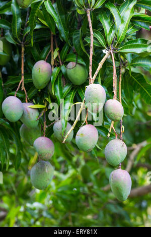 Manghi su un albero di mango, Queensland, Australia Foto Stock