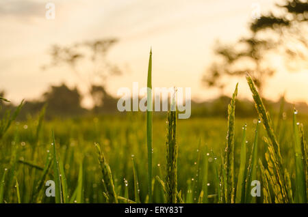 Il sole del mattino in campi di riso rugiadosa Foto Stock