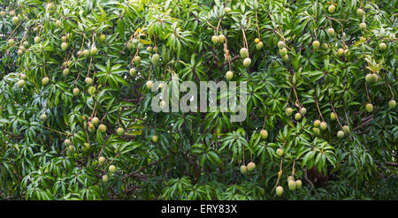 Manghi su un albero di mango, Queensland, Australia Foto Stock