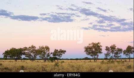 Eucayptus alberi al tramonto nell'outback australiano, vicino Longreach, Queensland Foto Stock