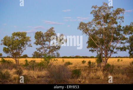 Eucayptus alberi al tramonto nell'outback australiano, vicino Longreach, Queensland Foto Stock