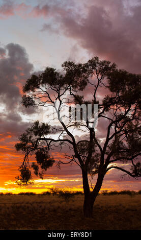 Silhouette di alberi eucayptus al tramonto nell'outback australiano, vicino Longreach, Queensland Foto Stock