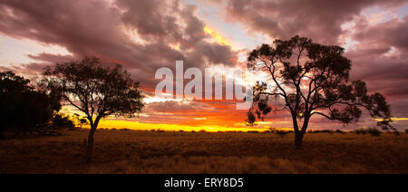 Silhouette di alberi eucayptus al tramonto nell'outback australiano, vicino Longreach, Queensland Foto Stock