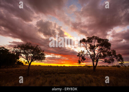 Silhouette di alberi eucayptus al tramonto nell'outback australiano, vicino Longreach, Queensland Foto Stock