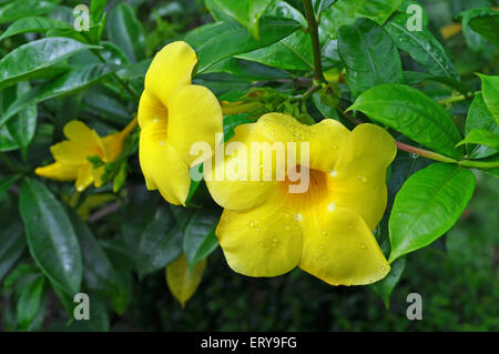 L'Allamanda, noto anche come campana gialla, Golden tromba o il ranuncolo fiore Foto Stock