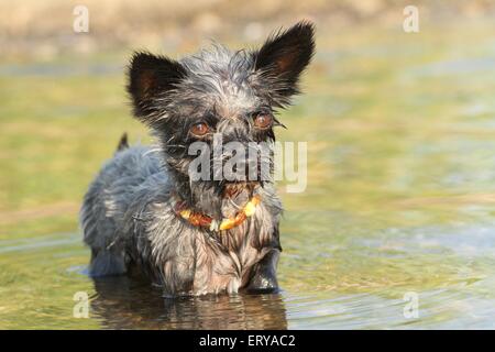 balneazione mongrel Foto Stock