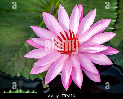 Di un bel colore rosa ninfee closeup Foto Stock