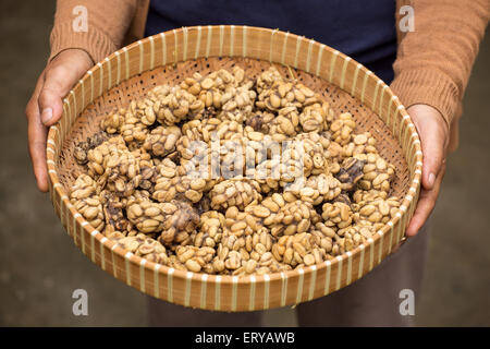 Donna che mantiene un vassoio di zibetto cat poo contenente digerito i chicchi di caffè. Una volta tostato, caffè - noto come Kofi Luwak - Recupera Foto Stock