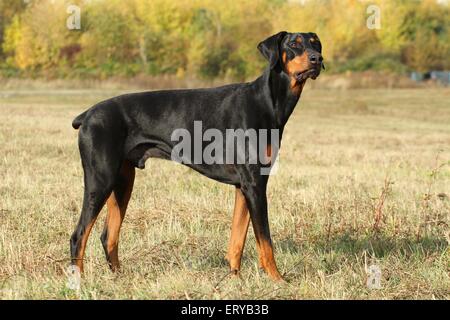 In piedi Dobermann Foto Stock