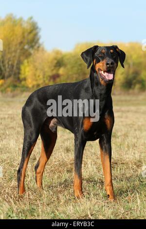 In piedi Dobermann Foto Stock